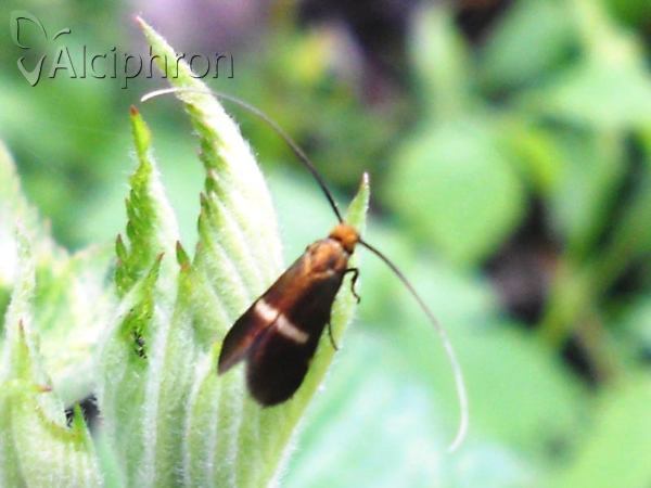 Adela albicinctella