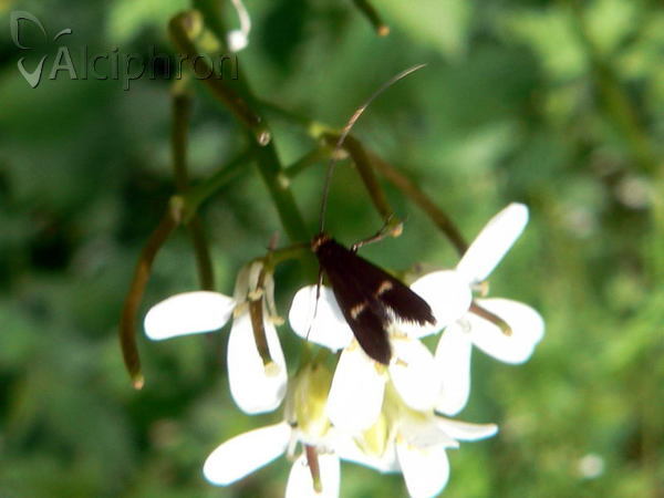 Adela albicinctella