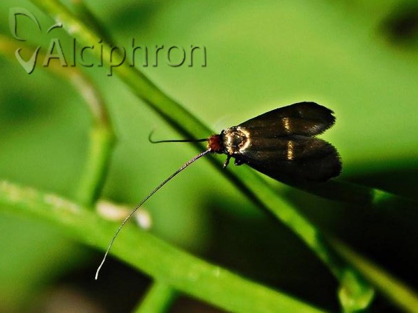 Adela albicinctella