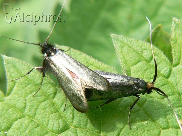 Adela reaumurella