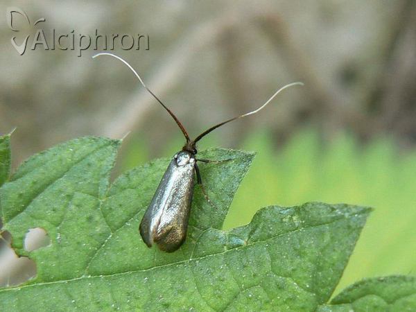 Adela reaumurella
