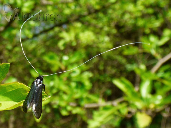 Adela reaumurella