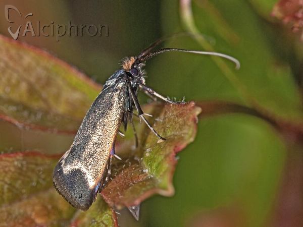 Adela reaumurella