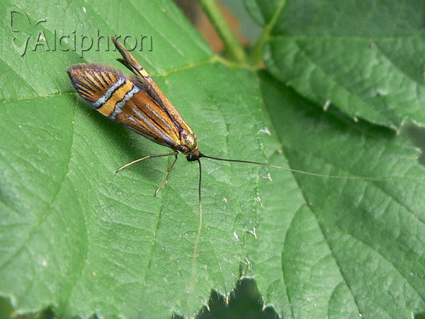 Nemophora degeerella