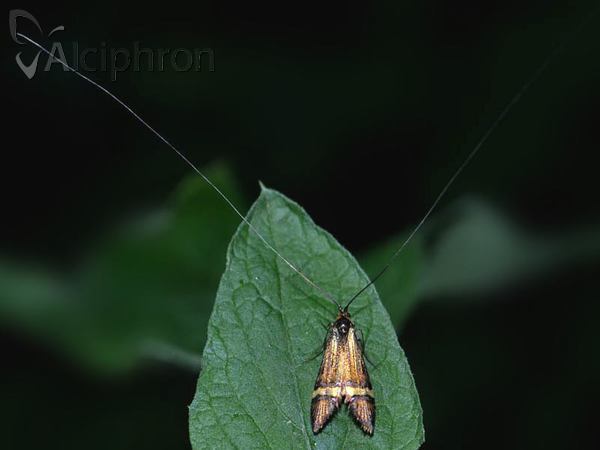 Nemophora degeerella