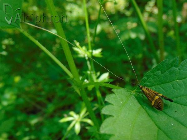 Nemophora degeerella