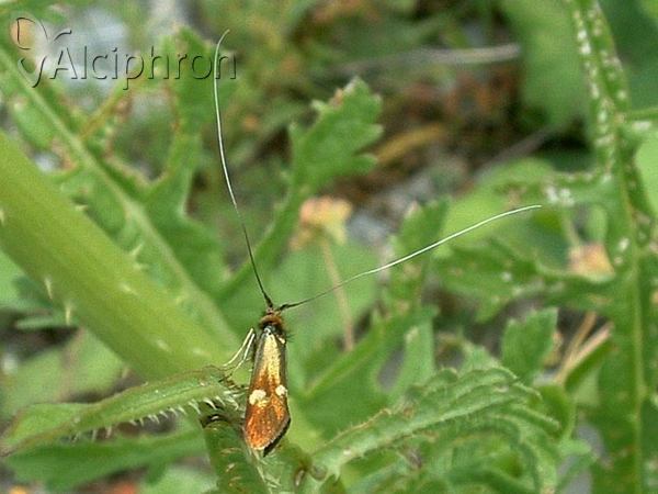 Nemophora raddaella