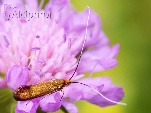 Nemophora metallica