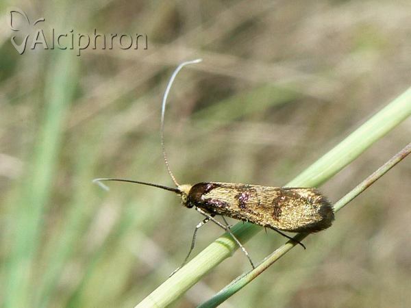 Nemophora pfeifferella