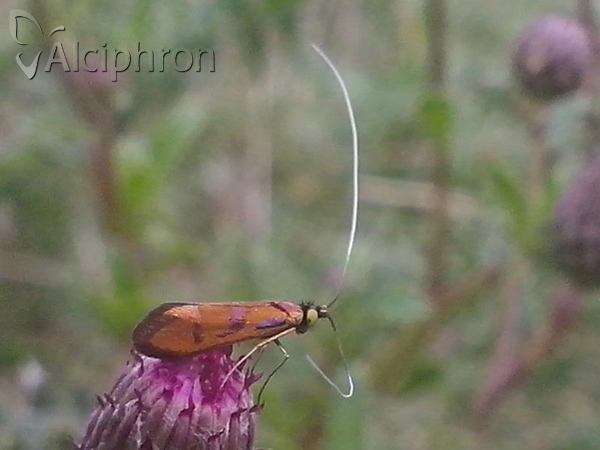 Nemophora pfeifferella