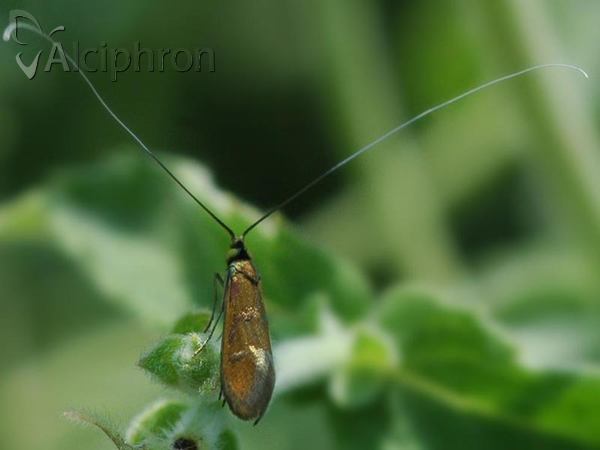 Nemophora pfeifferella