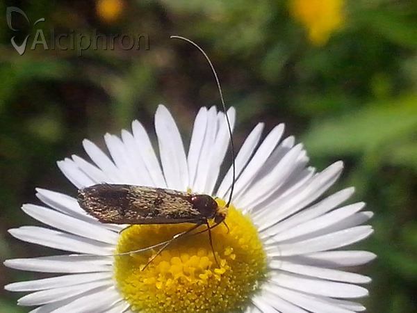 Nemophora pfeifferella