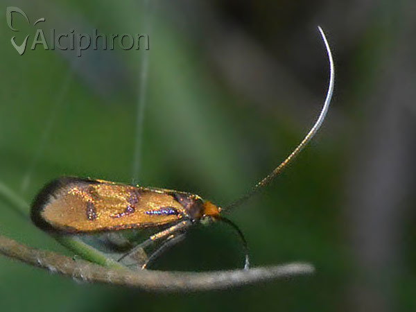 Nemophora pfeifferella