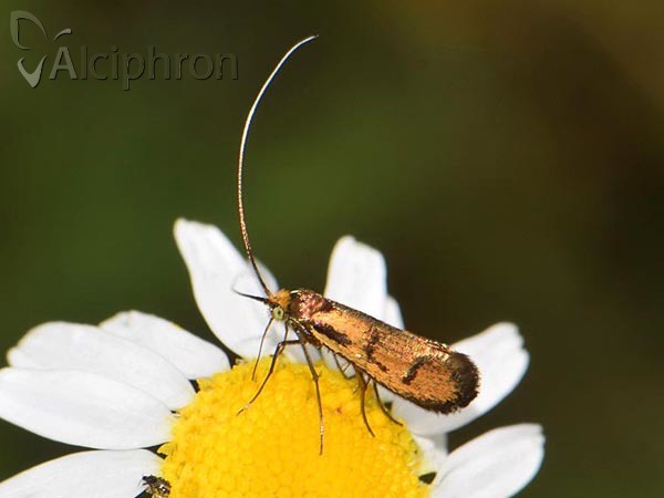 Nemophora pfeifferella