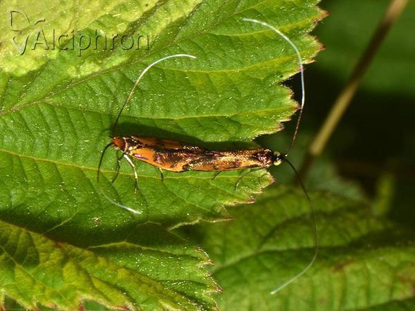 Nemophora pfeifferella