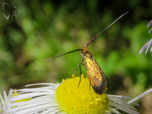 Nemophora cupriacella