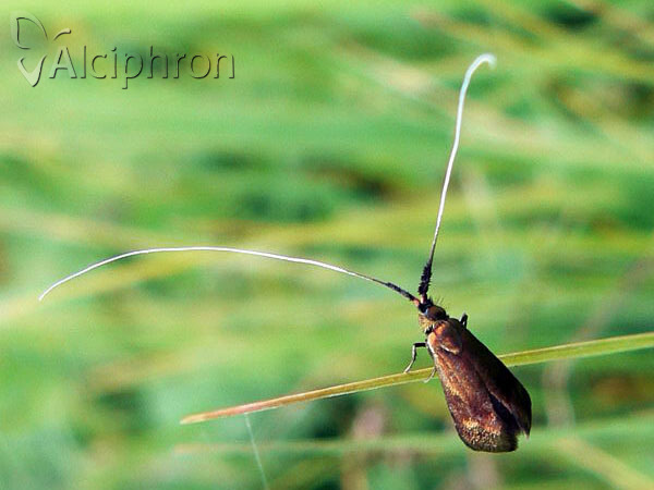 Nemophora violellus