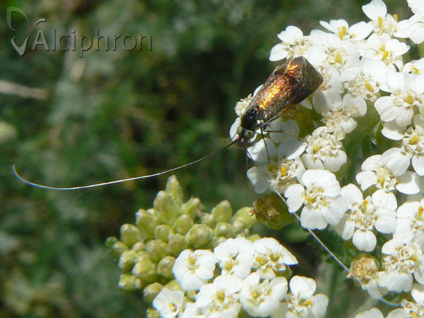Nemophora prodigellus