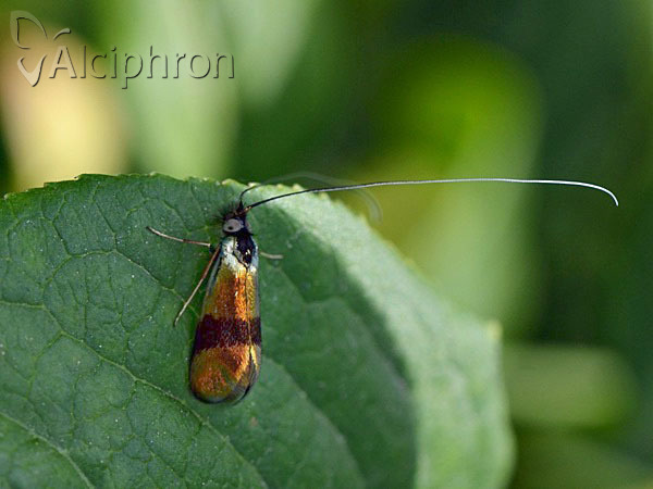 Nemophora fasciella