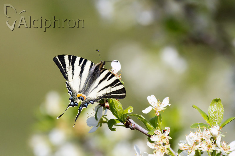 Iphiclides podalirius