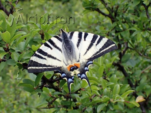 Iphiclides podalirius