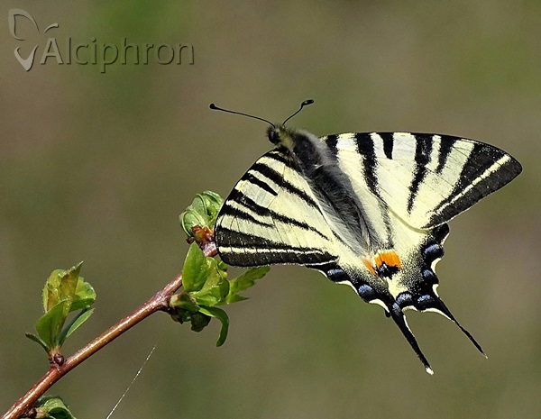 Iphiclides podalirius