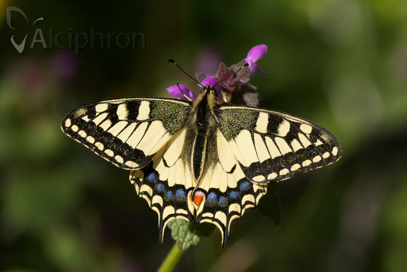 Papilio machaon