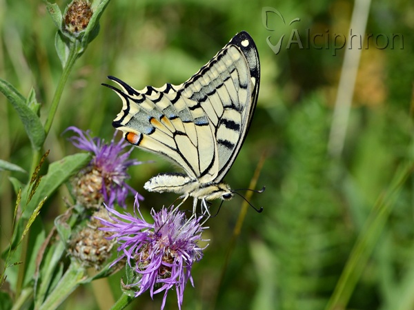 Papilio machaon