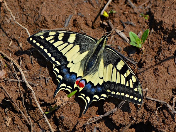 Papilio machaon