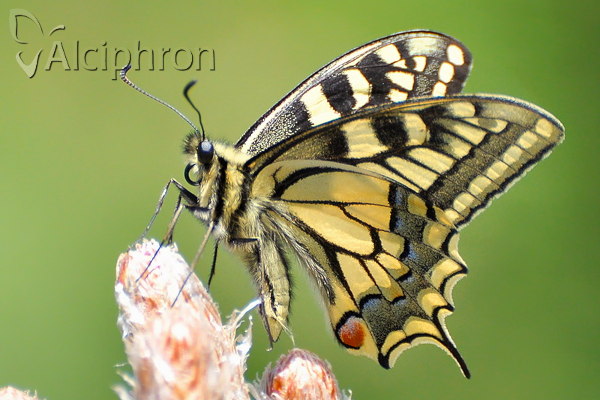 Papilio machaon