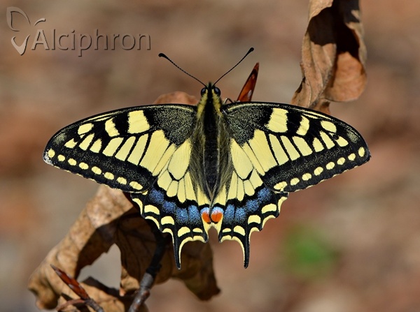 Papilio machaon