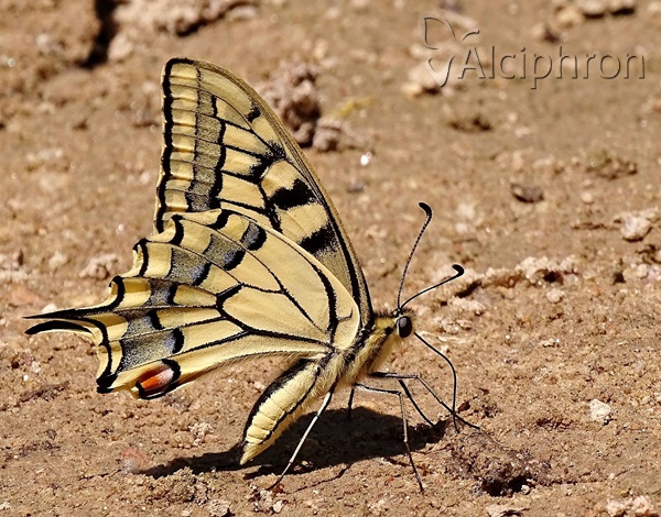 Papilio machaon