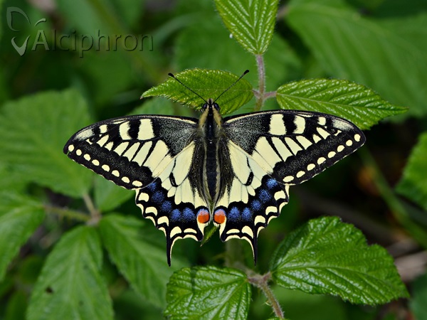 Papilio machaon
