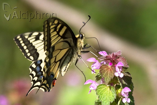Papilio machaon