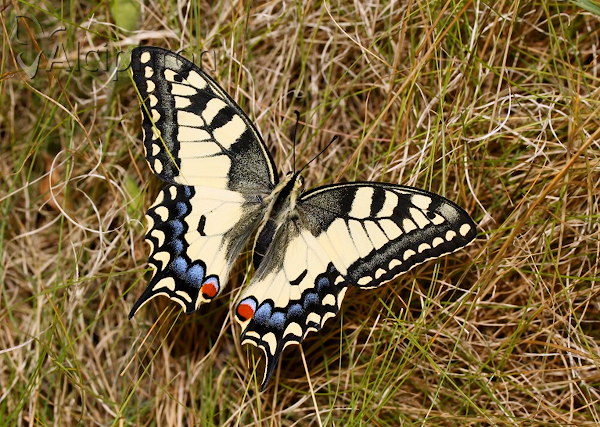 Papilio machaon