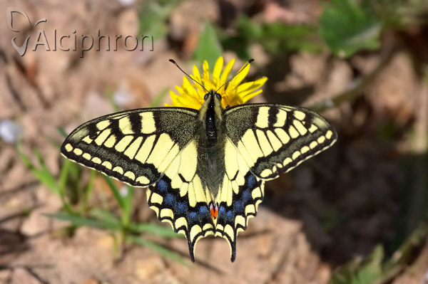 Papilio machaon