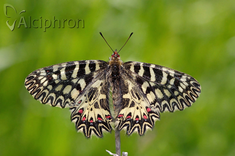 Zerynthia polyxena