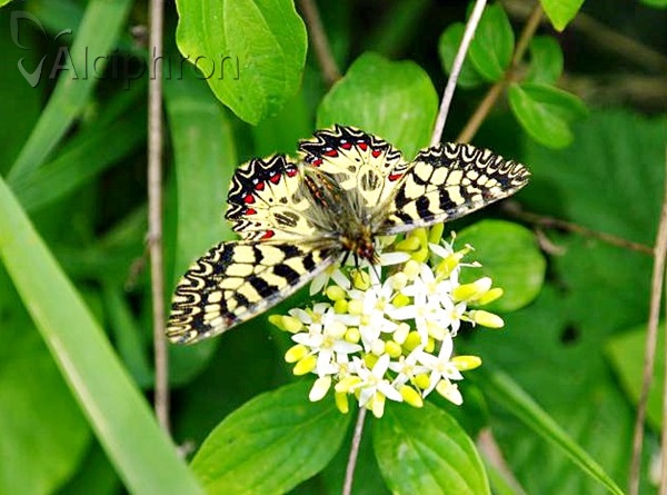 Zerynthia polyxena