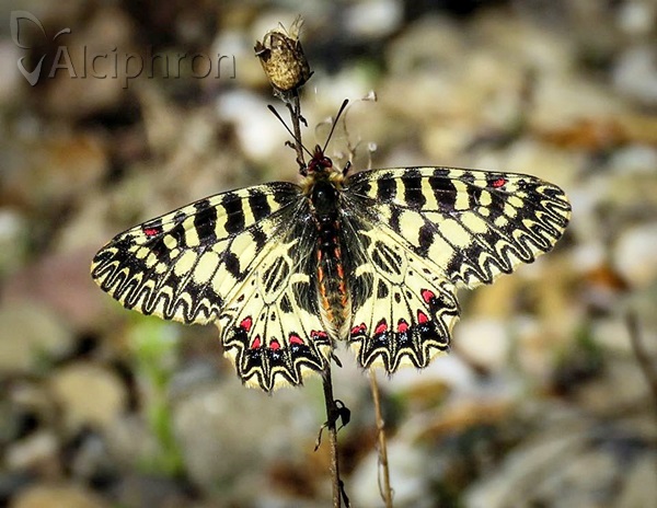 Zerynthia polyxena