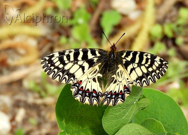 Zerynthia polyxena