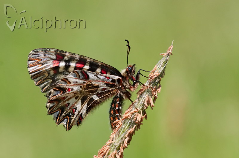 Zerynthia polyxena