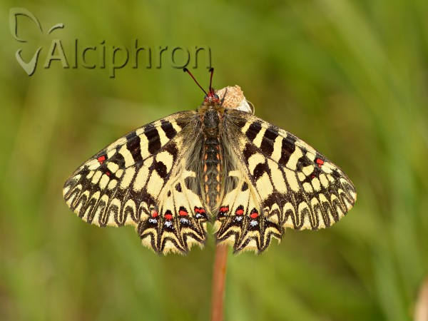 Zerynthia polyxena