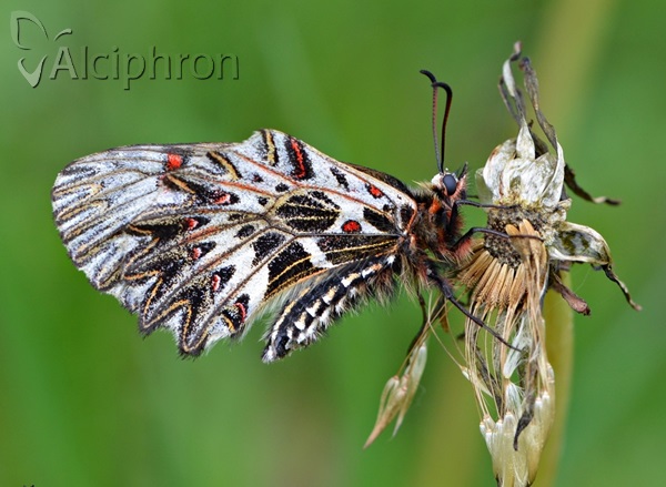 Zerynthia polyxena