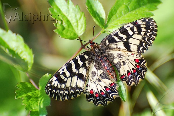 Zerynthia polyxena