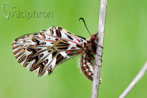 Zerynthia polyxena