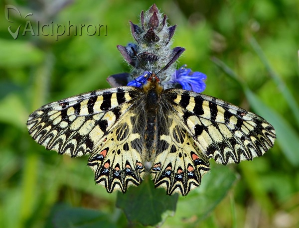 Zerynthia polyxena