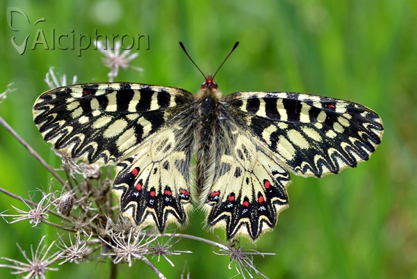 Zerynthia polyxena