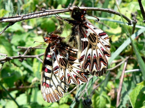 Zerynthia polyxena