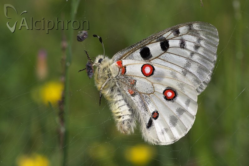 Parnassius apollo