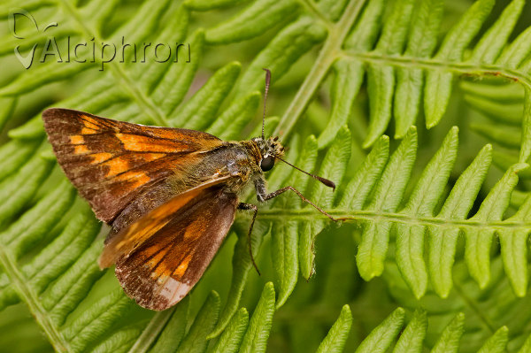 Ochlodes sylvanus